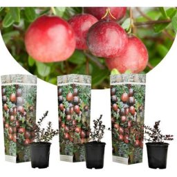 Canneberge - Set de 3 - plantes de jardin - Pot 9cm - Hauteur 10-20cm