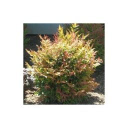 Vase Nandina Gulf Stream 24cm