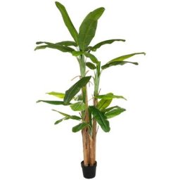 Atmosphera - Bananier Big 2 -85 m créateur d'intérieur - Vert