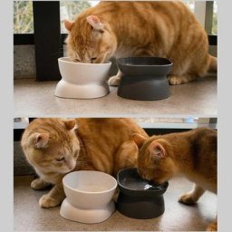 Bols surélevés coordonnants pour animaux de compagnie mangeoire à eau pour chats et chiens support