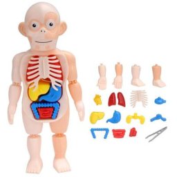 Jouet éducatif en 3D pour enfants 15 pièces modèle d'anatomie corporelle humaine Puzzle corps et