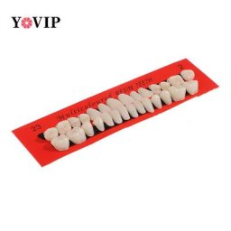Ensemble de 28 dents artificielles prothèses dentaires durables fausses dents universelles