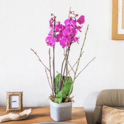 Orchidée phalaenopsis fuchsia à deux branches - Livraison en 4H - Interflora