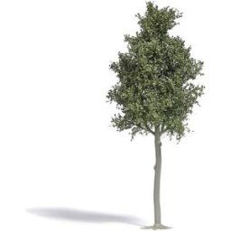 Busch 3798 Arbre hêtre 1 pc(s)