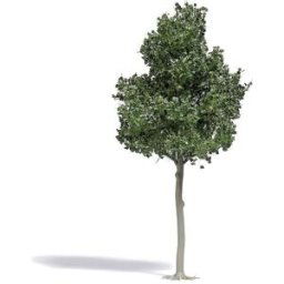 Busch 3799 Arbre hêtre 1 pc(s)
