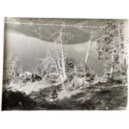 ART Photo argentique arbre mort devant lac n°4 bernard darot xxe noir 30x0x41