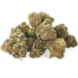 Sour Tangie - Fleur de CBD - Easy Weed