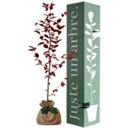 Juste un Arbre Arbre à offrir Hêtre Pourpre - Majesté et Sagesse
