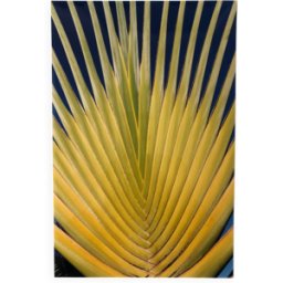 ART Photo Couleur Arbre du Voyageur multicolore 20x0x30
