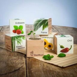 cadeauxfolies Arbre de pain d'épice (anglais) - Ecocube plantes dans cubes en bois, Ecotube, Pots à fleurs, Cadeau femme, Petits cadeaux, Cadeau, Idée cadeau