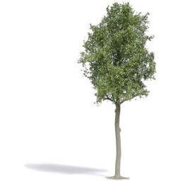 Busch 3797 Arbre tilleul 1 pc(s)
