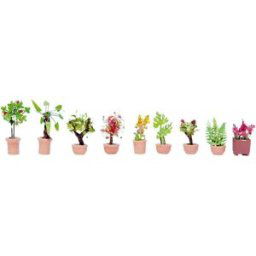 Plantes décoratives NOCH 14082 modèle fini N 9 pc(s)