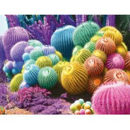 Nathan Arc-en-Ciel de Cactus