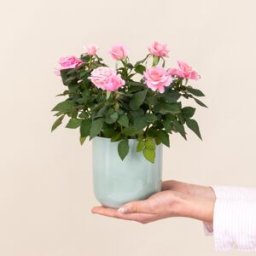 Rosier avec cache pot en livraison à domicile - Interflora