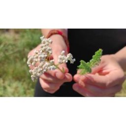 Cap Adrénaline Balade découverte de plantes sauvages, comestibles et médicinales dans une micro-ferme près de Limoges