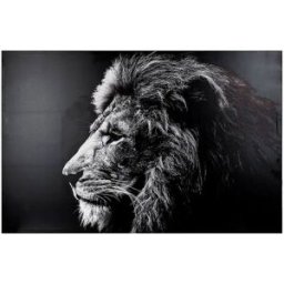 Atmosphera Image Décorative De Lion 118x78 Cm Black / White One Size