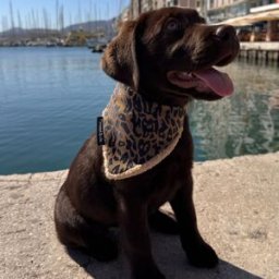 Caramel & Cie Bandana pour animaux Camel Leopard