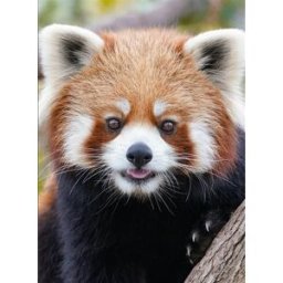 Panda roux XXX Piccolia