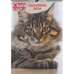 Chatons mignons : calendrier 2026 XXX Florentin