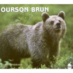 Ourson brun Staffan Widstrand Pôles d'images