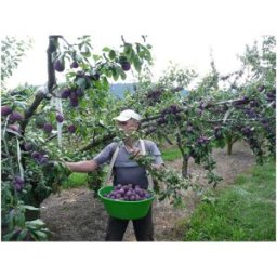 Le Kangourou Panier ventral 15L