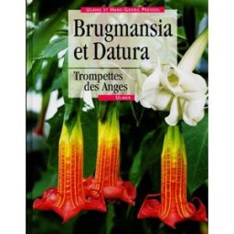 Brugmansia et datura : trompettes des anges Ulrike Preissel Ulmer