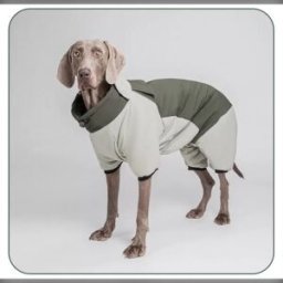 INF Combinaison de neige verte à quatre pattes pour chien: Manteau d'hiver chaud, imperméable et coupe-vent XL