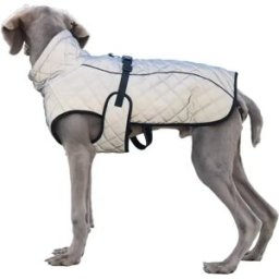 INF Manteau Réfléchissant pour Chien : Veste Chaude et Coupe-Vent Haute Visibilité pour Chiens Moyens et Grands M
