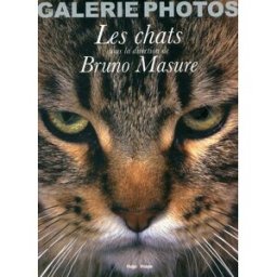 Les chats collectif Hugo Image