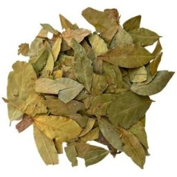 France Herboristerie Tisane Laurier feuille Laurus nobilis.
