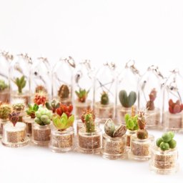 Lot 10 Babyplantes (10 mini plantes cactus de poche)