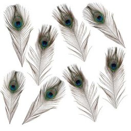 Plumes de paon véritables, 15 - 20 cm, 8 pièces