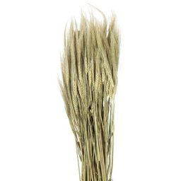 Epis d'orge, vert, 100 g