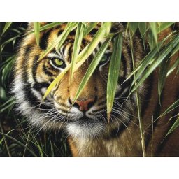 Kit peinture par numéros ""tigre"", 40 x 30 cm