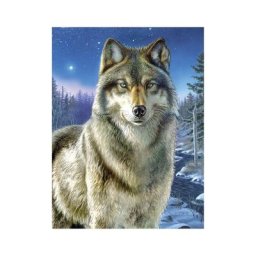 Kit peinture par numéros ""loup"", avec des peintures acryliques, 23 x 30,5 cm