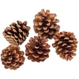 Mélange de pommes de pin véritables, marron, 250 g