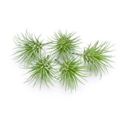 Tillandsias artificielles, vert, 7,5 x 6 cm, 5 pièces