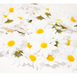 Têtes de marguerites, 5,5 cm Ø, 50 pièces