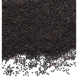 Graines de colza pour rembourrage, 1000 g