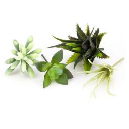 Plantes grasses, 8–12 cm, 4 pièces