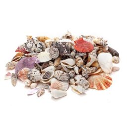 Coquillages véritables, 1-6 cm, 1 kg