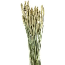 Épis de blé, vert, 100 g