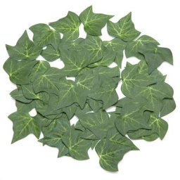 Feuilles de lierre, 60 pièces