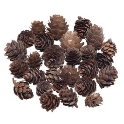 Pommes de mélèze véritables, 80 g