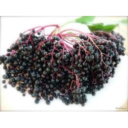 Bodzalekvár 280g