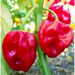 30 Db Habanero Red Chilimag (3234)