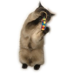 Cat Dancer Macskatáncos gyűrűs farok üldözők 2 csomag macskajáték