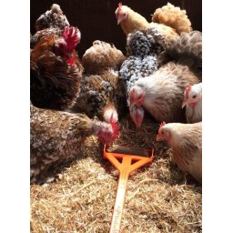 Hentastic Fun Feeder ideális baromfi kézi etetéshez