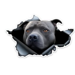 Pitbull matrica
