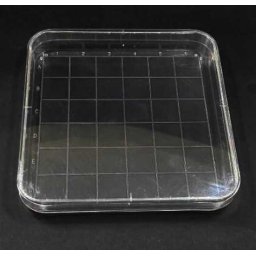 10db Műanyag Petri Csésze 10x10mm (4315)